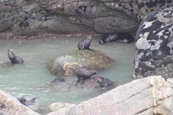 Cape Foulwind Seal Colony 